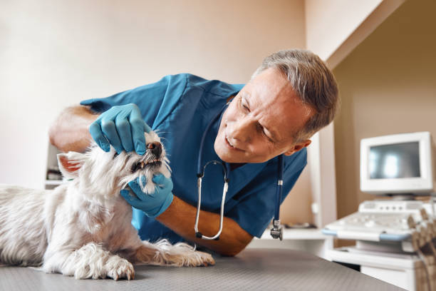 Best Emergency Dentist for Knocked-Out Tooth in Deville, AL